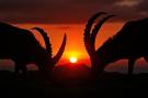 Camping Du Lac Iseltwald: ibex in the sunset